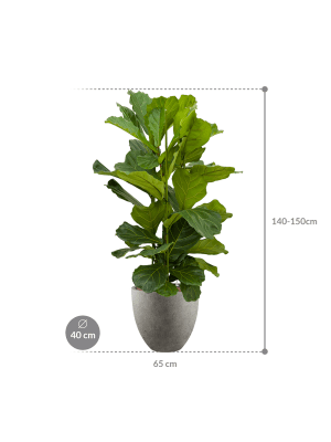Ficus lyrata in Grigio (136) inkl. Gefäß