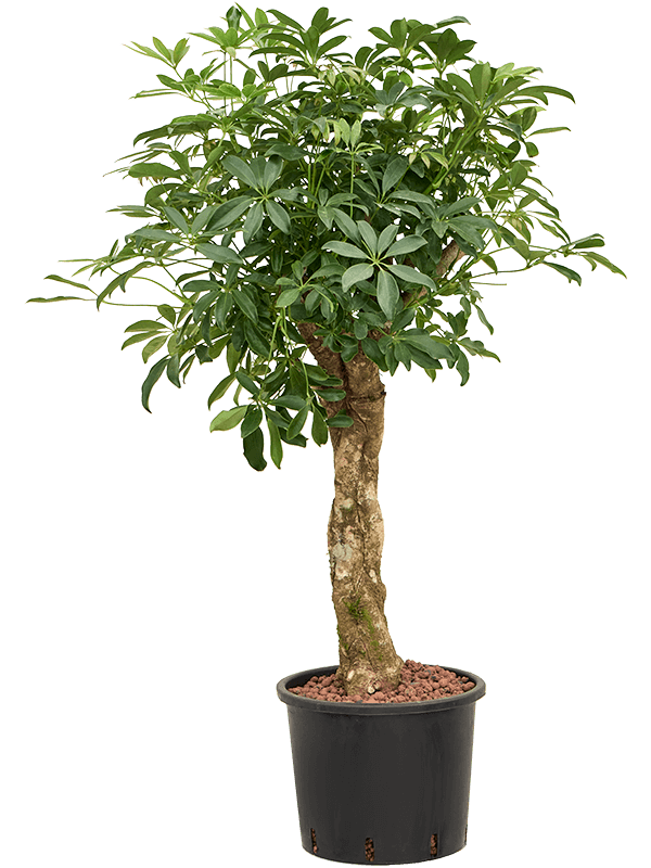 Schefflera arboricola 'Compacta' (Hydro 120)