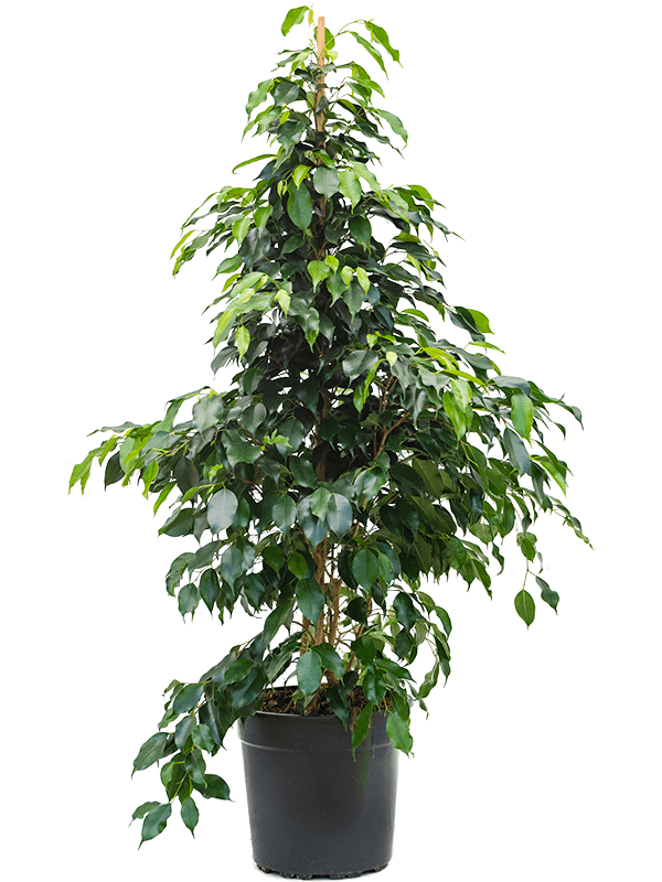 Ficus benjamina 'Danielle' (Erde 135)