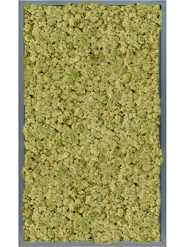 CMSS00807