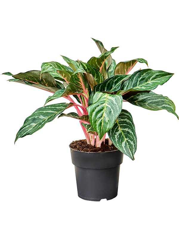 Aglaonema 'Dreamcatcher' (Erde 50)