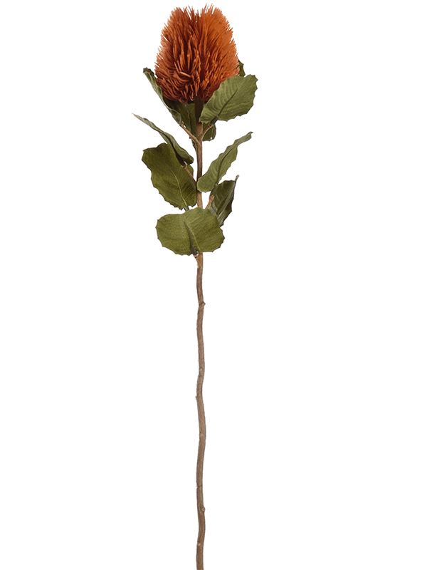 Banksia (59)