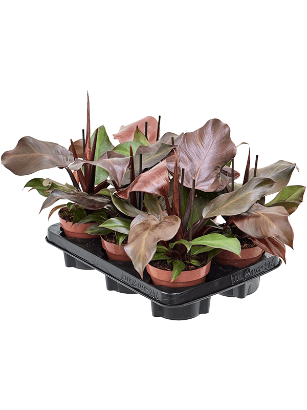 Philodendron 'Sunlight' 6/tray (Erde 25)