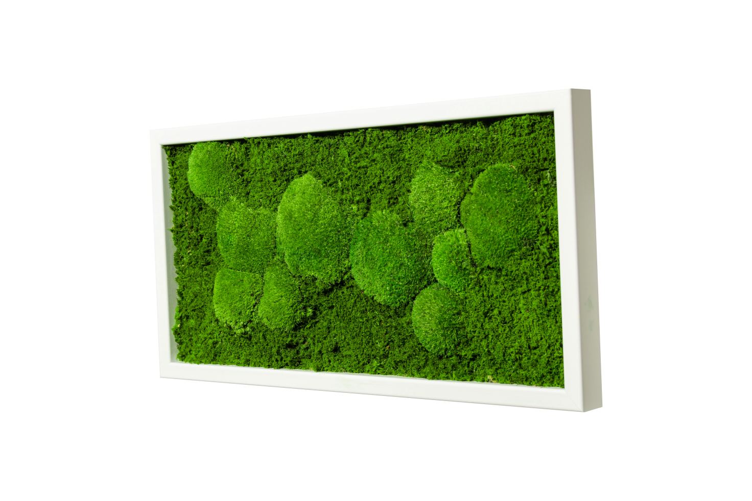 Moosbild Fifty Fifty Design (60x30, weiß)