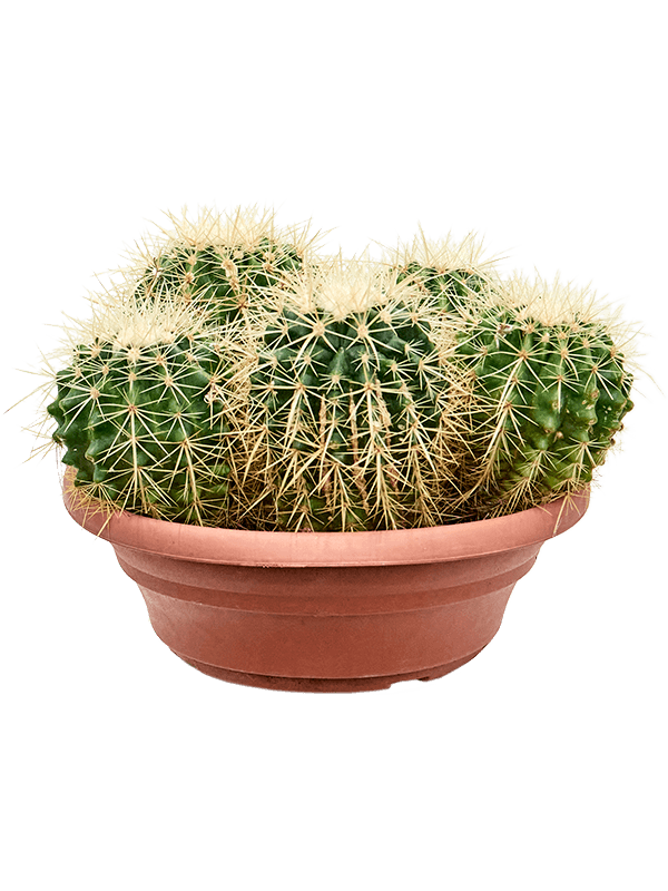 Echinocactus grusonii (Erde 25)