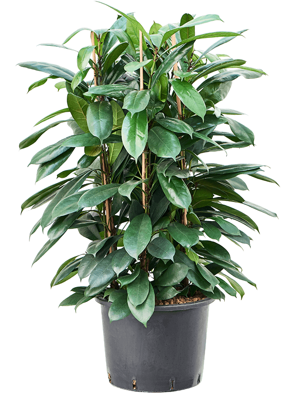 Ficus cyathistipula (Hydro 150)