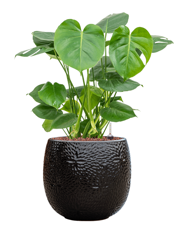 Monstera deliciosa in Marly (71) inkl. Gefäß