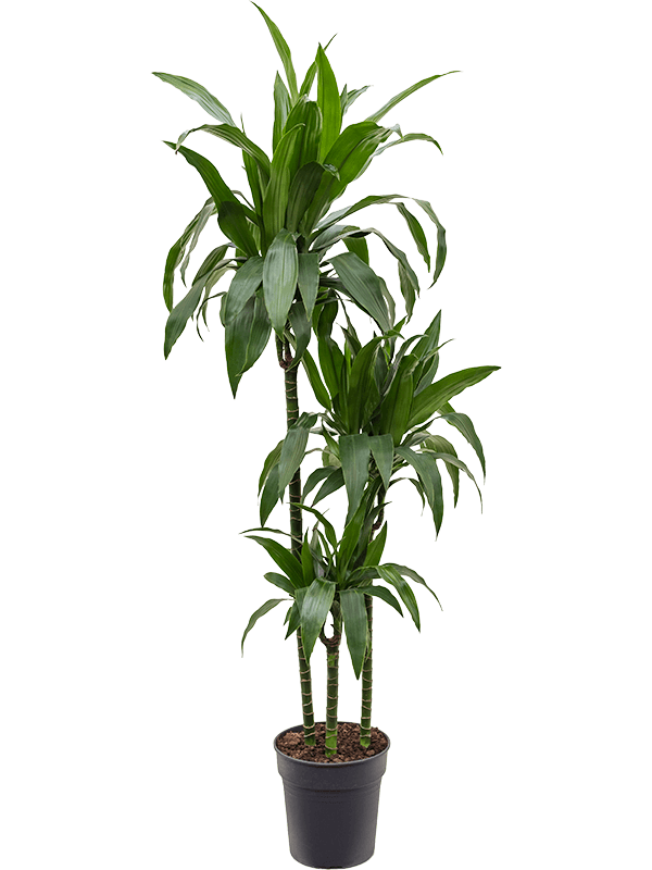 Dracaena fragrans 'Janet Craig' (Erde 150)