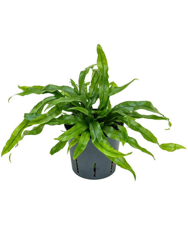 Microsorum diversifolium (Hydro 25)