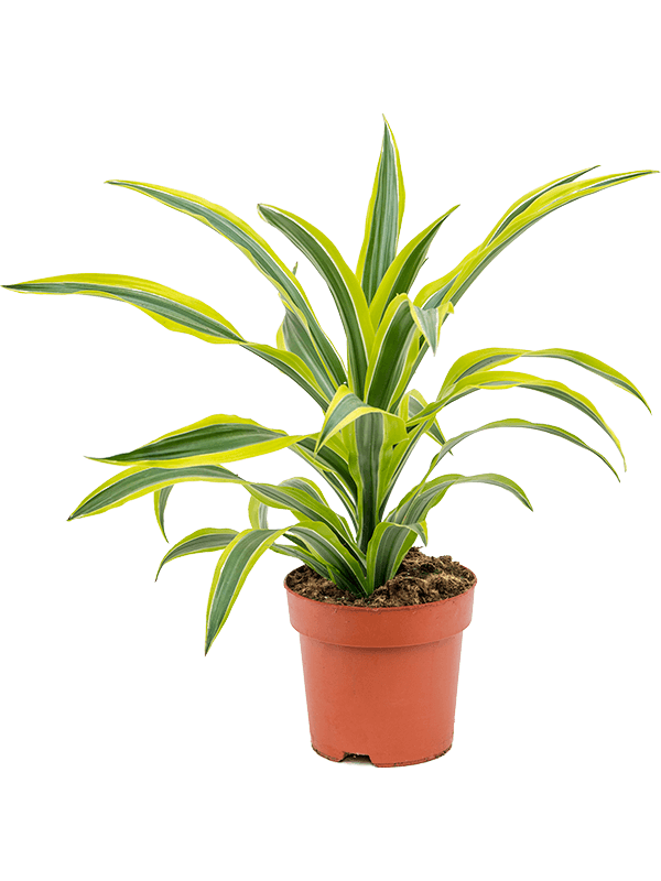 Dracaena fragrans 'Lemon Lime' (Erde 50)
