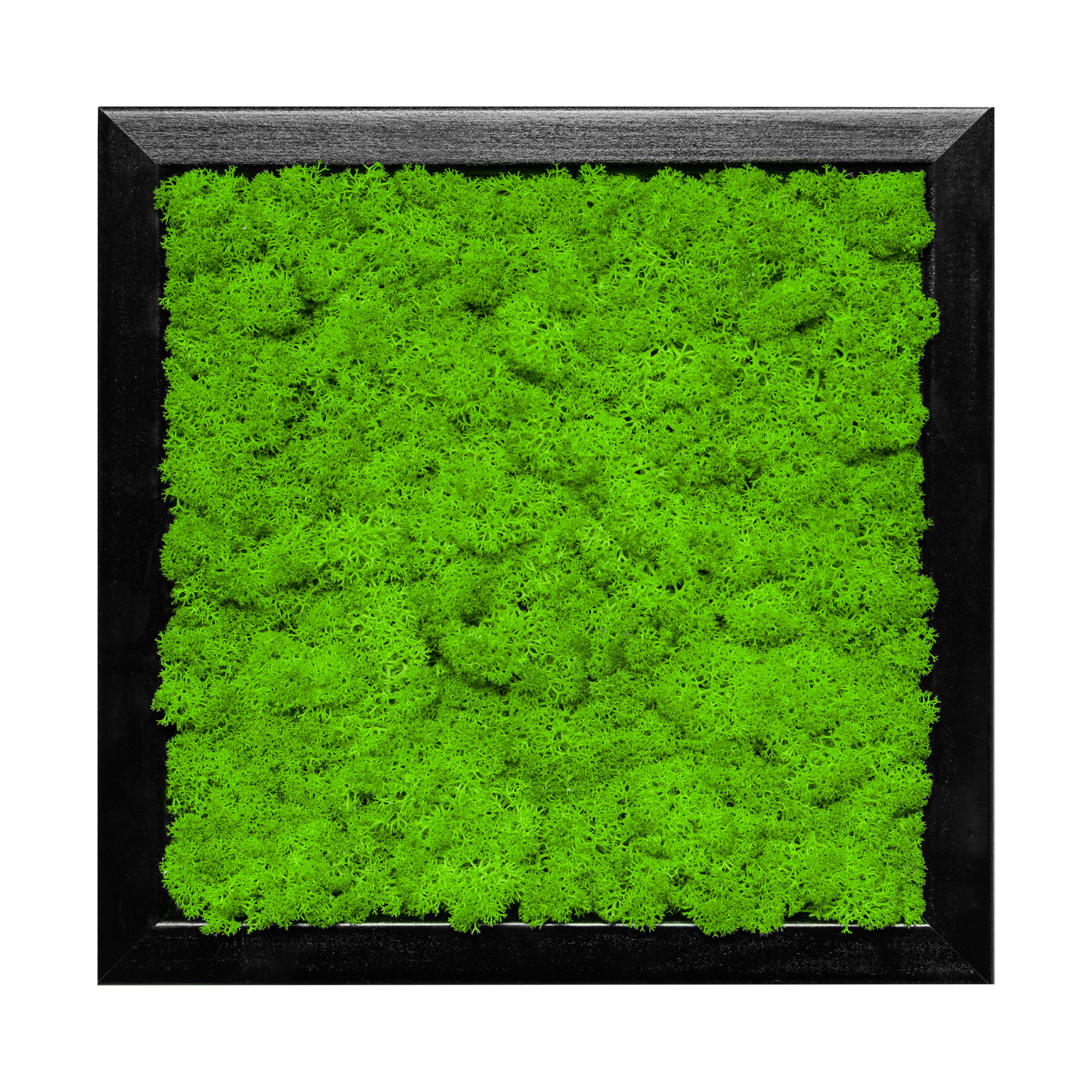25x25_isl_sch_1