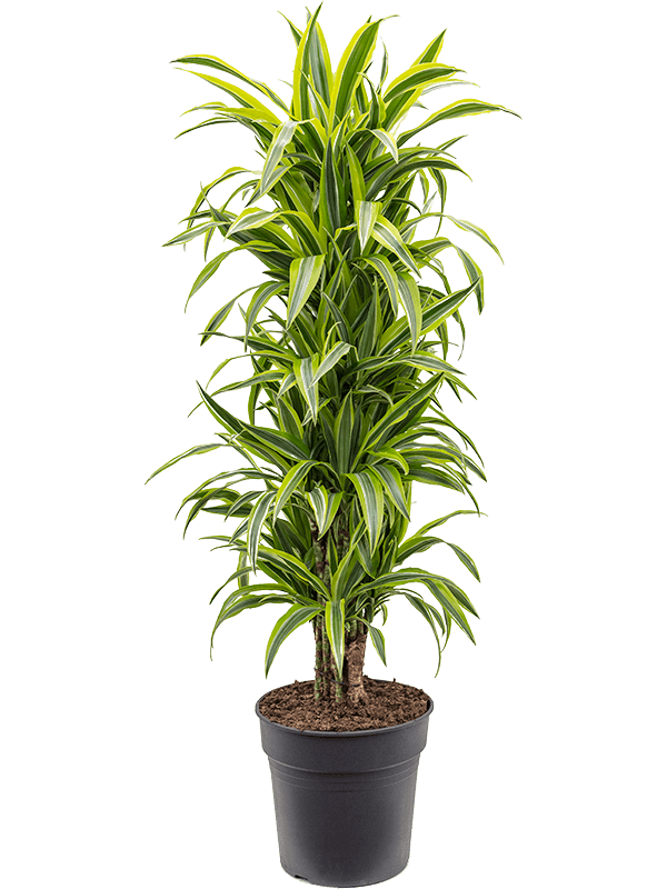 Dracaena fragrans 'Lemon Lime' (Erde 130)