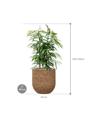 Ficus binnendijkii 'Amstel King' in Baq Naturescast (132) inkl. Gefäß