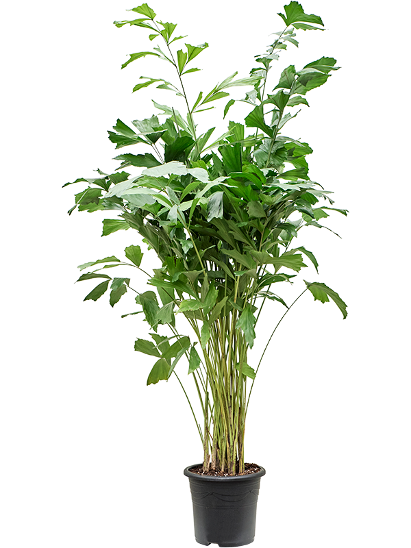 Caryota mitis (Erde 170)
