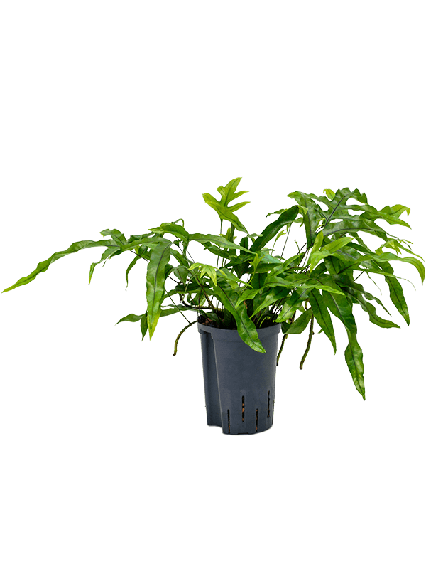 Microsorum diversifolium (Hydro 30)