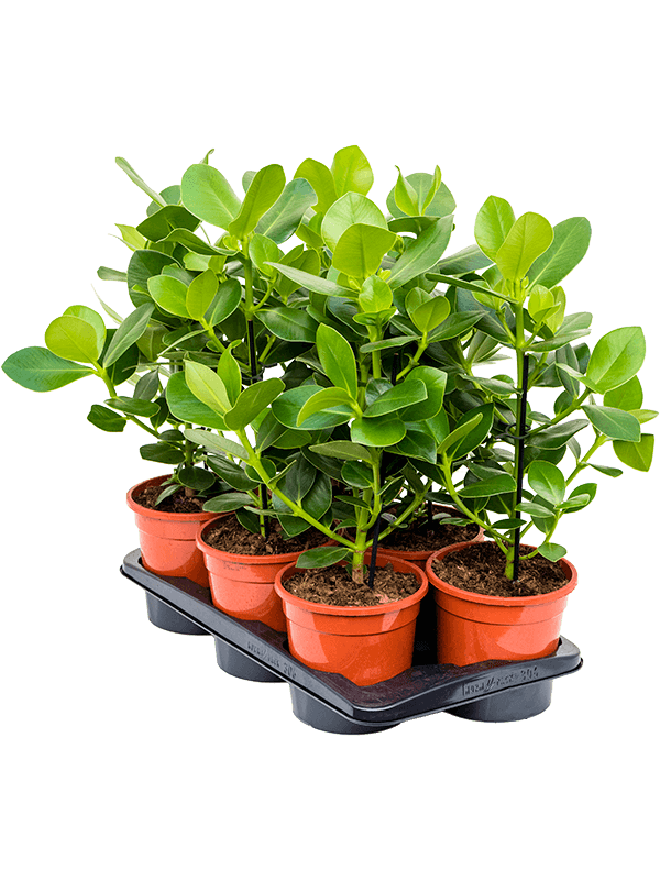 Clusia rosea 'Princess' 6/tray (Erde 55)