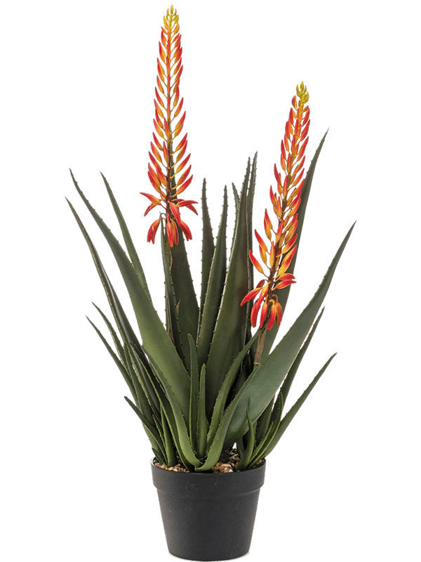 Aloe with Flowers (80)