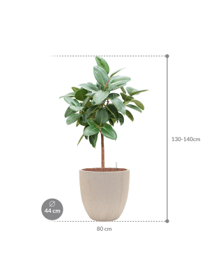 Ficus elastica 'Robusta' in Baq Raindrop (131) inkl. Gefäß