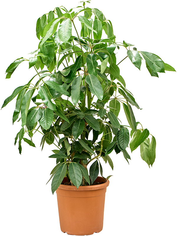 Schefflera actinophylla 'Amate' (Erde 130)