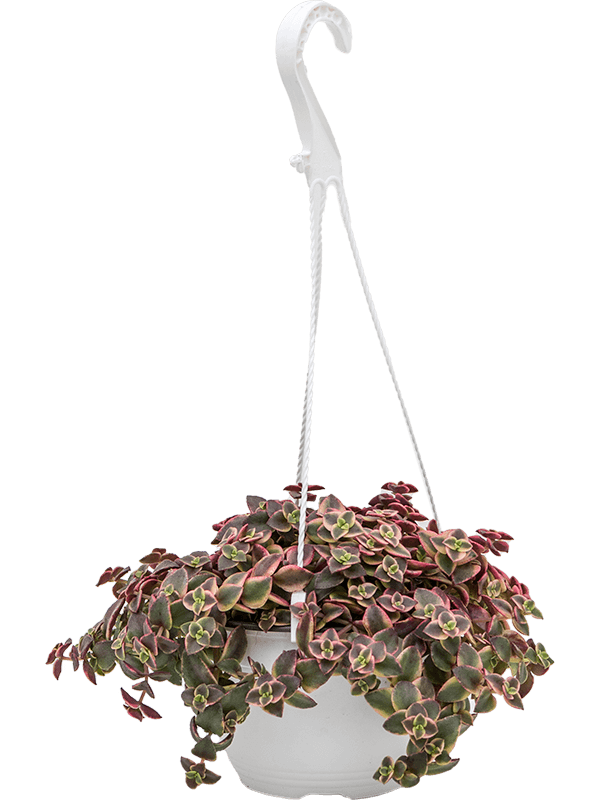 Crassula marginalis (Erde 20)