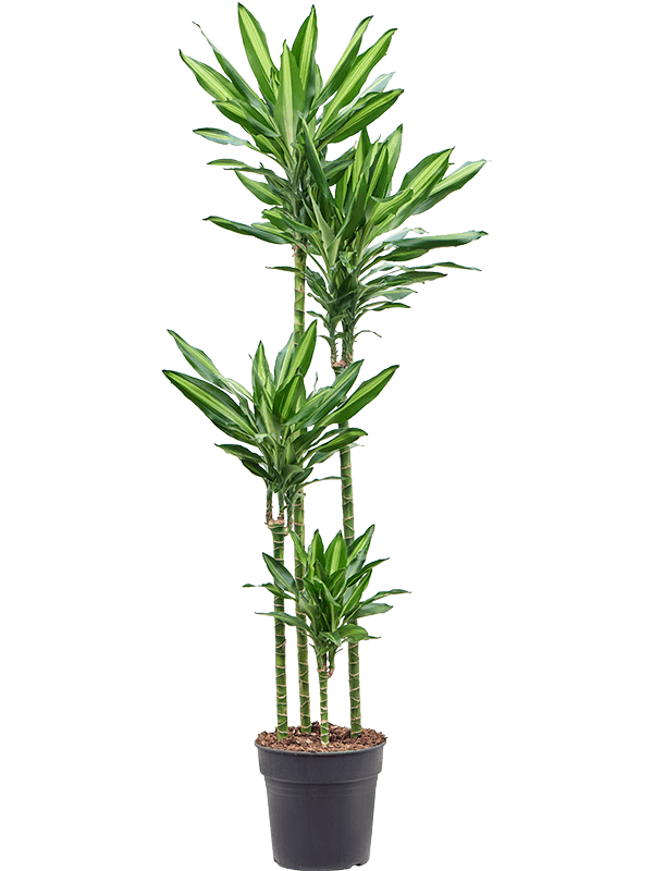 Dracaena fragrans 'Cintho' (Erde 180)