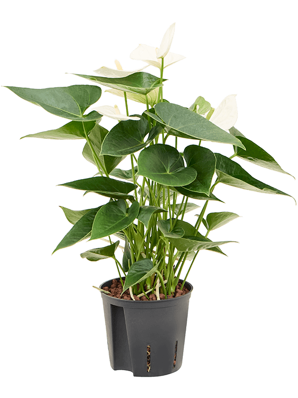 Anthurium andraeanum 'Sierra White' (Hydro 40)