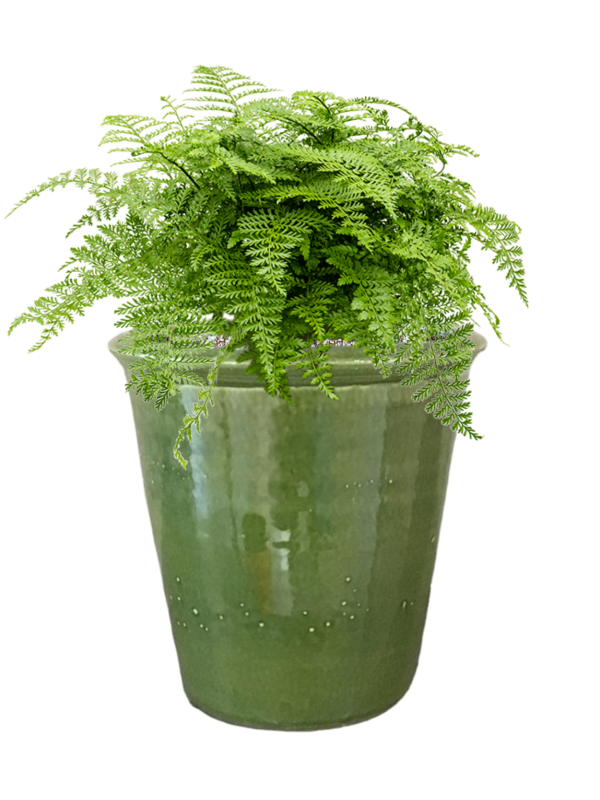 Asplenium dimorphum 'Parvati' in Hush (48) inkl. Gefäß