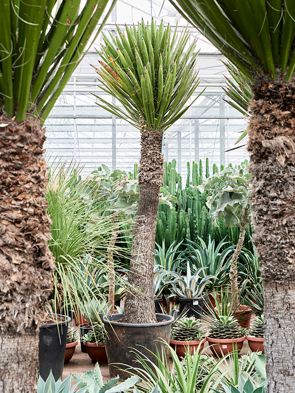 Yucca carnerosana (Erde 275)