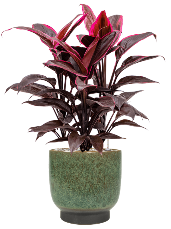 Cordyline fruticosa 'Mambo' in Linn (72) inkl. Gefäß