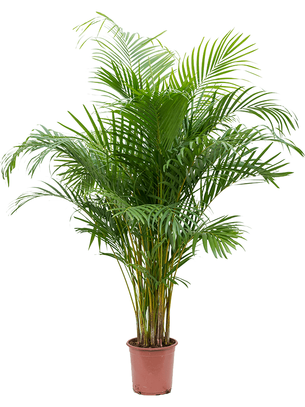 Dypsis (Areca) lutescens (Erde 140)