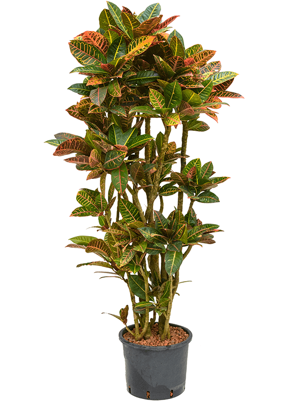 Croton (Codiaeum) variegatum 'Petra' (Hydro 150)