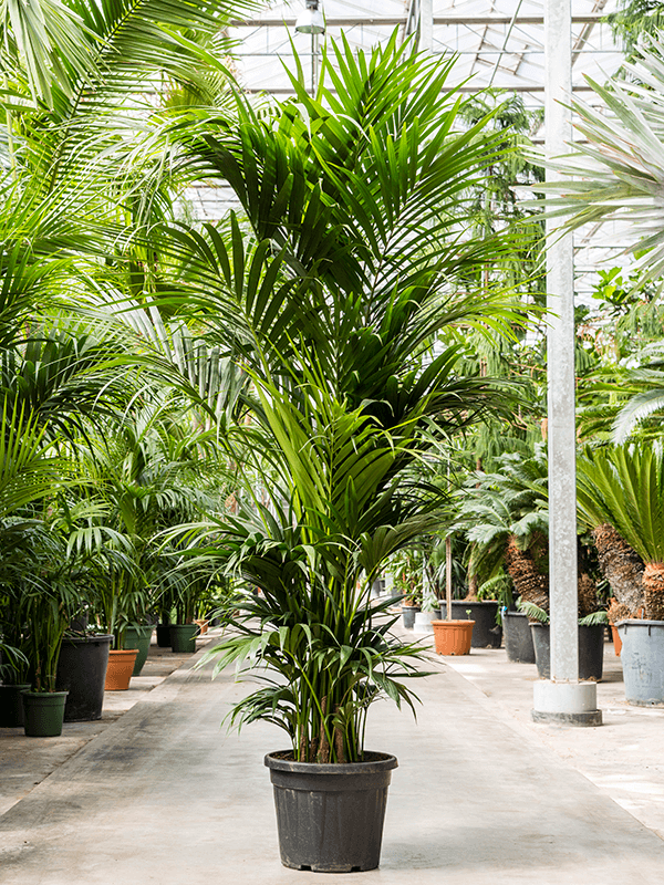 Kentia (Howea) forsteriana (Erde 250)