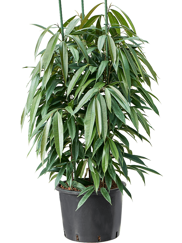 Ficus binnendijkii 'Amstel King' (Hydro 140)