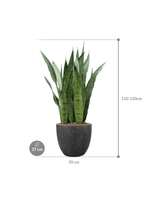 Sansevieria zeylanica in Baq Raindrop (111) inkl. Gefäß