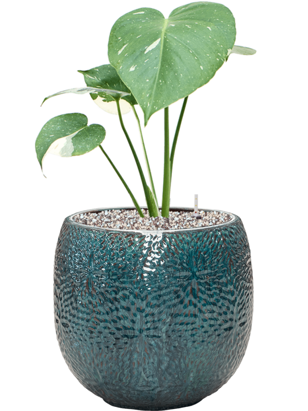 Monstera deliciosa 'Variegatum' in Marly (57) inkl. Gefäß