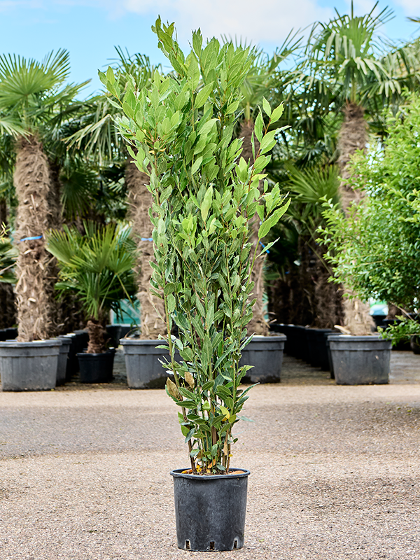 Laurus nobilis (Erde 140)