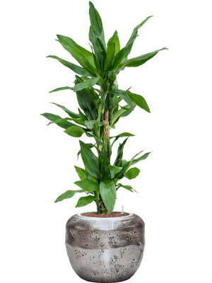 Dracaena fragrans 'Burundii' in Baq Opus Raw (118) inkl. Gefäß