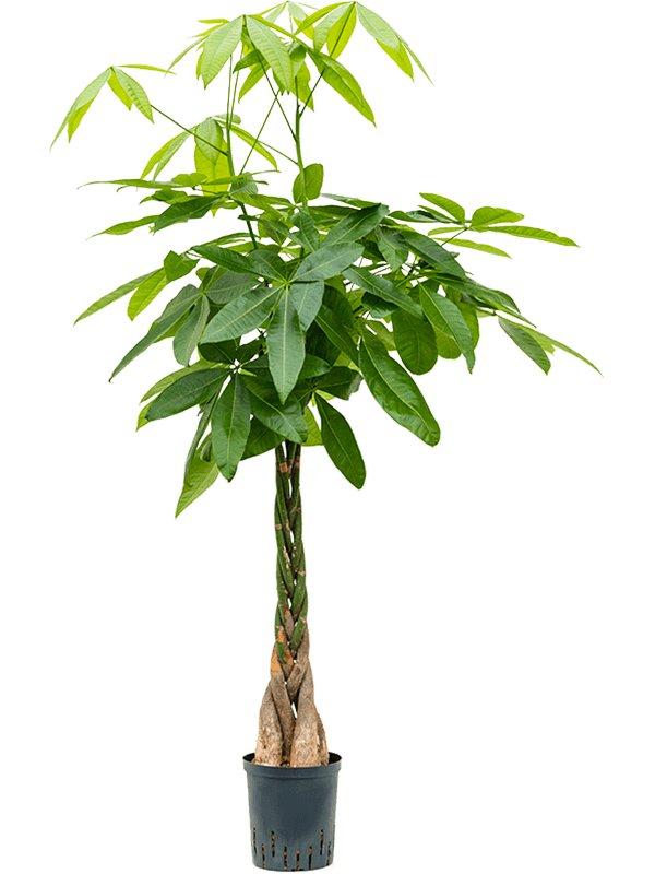 Pachira aquatica (Hydro 120)