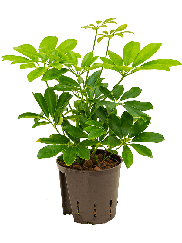 Schefflera arboricola 'Compacta' (Hydro 30)