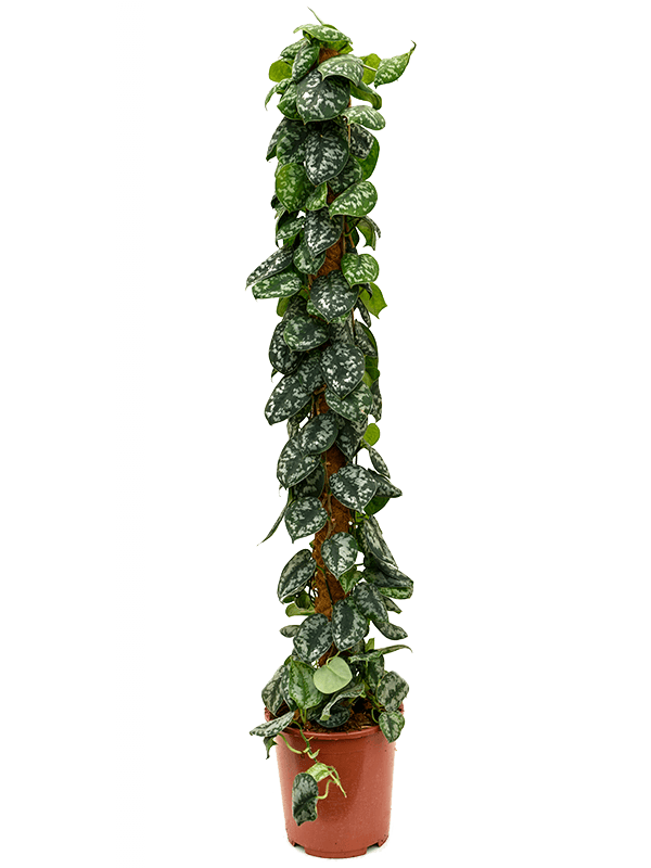 Scindapsus pictus 'Trebie' (Erde 150)