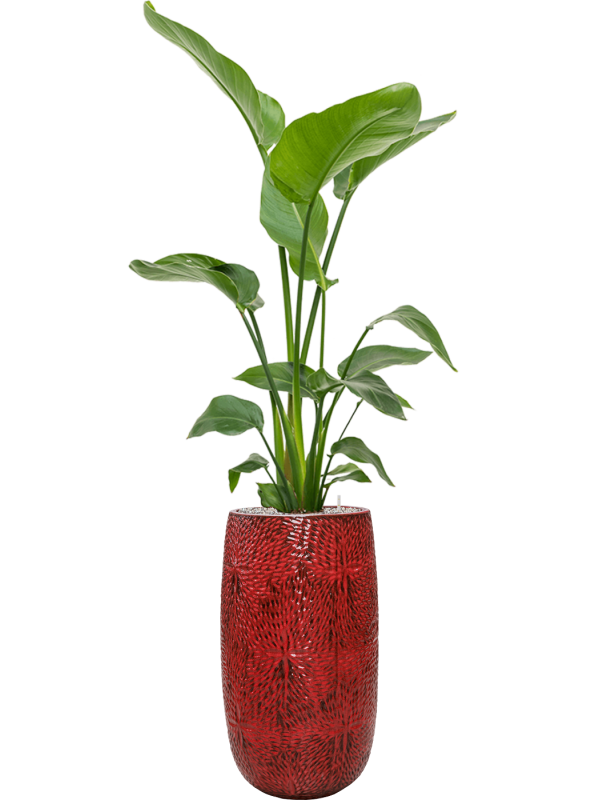 CC0012466