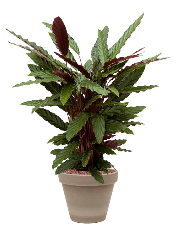 Calathea rufibarba 'Wavestar' in Terra Cotta (77) inkl. Gefäß