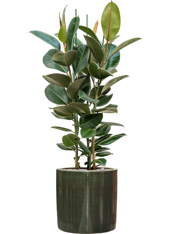 Ficus elastica 'Robusta' in Plain Striped (125) inkl. Gefäß
