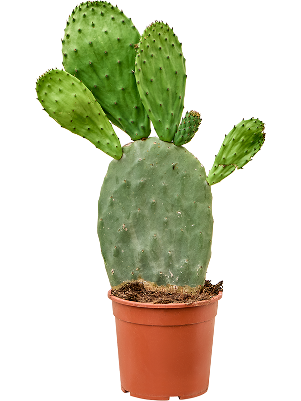 Opuntia indica (Erde 50)