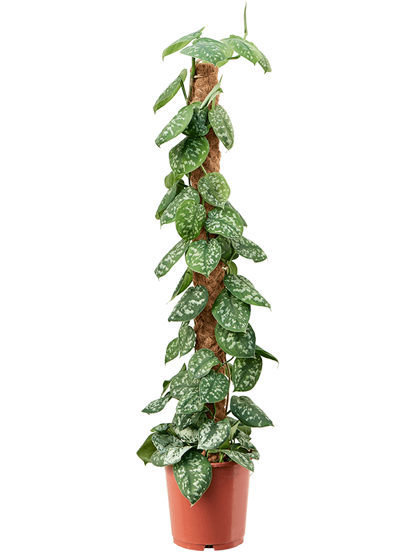 Scindapsus pictus 'Trebie' (Erde 120)