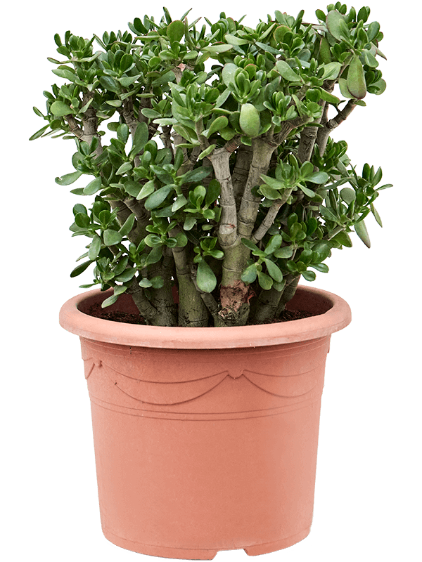 Crassula ovata (Erde 90)