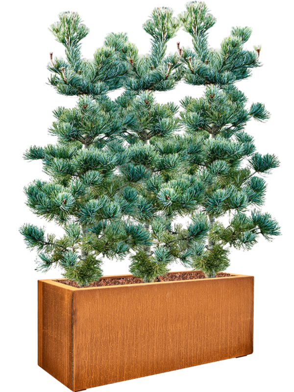 Pinus parviflora 'Negishi' (110-130) in Cortensteel (128) inkl. Gefäß