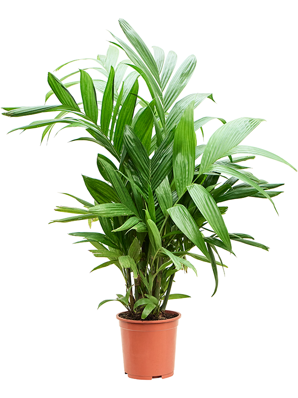 Areca triandra (Erde 150)