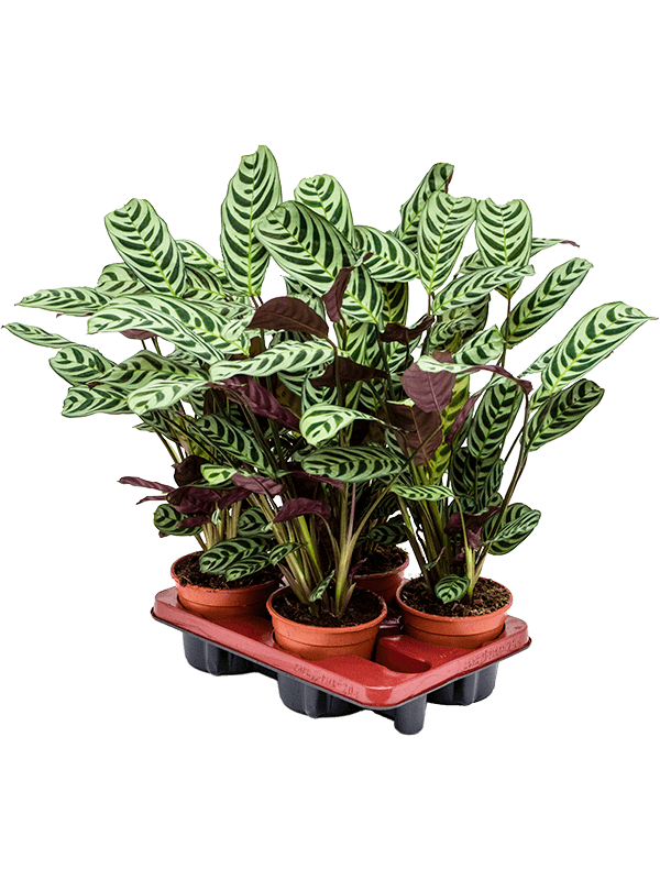Ctenanthe burle-marxii 'Amabilis' 4/tray (Erde 40)