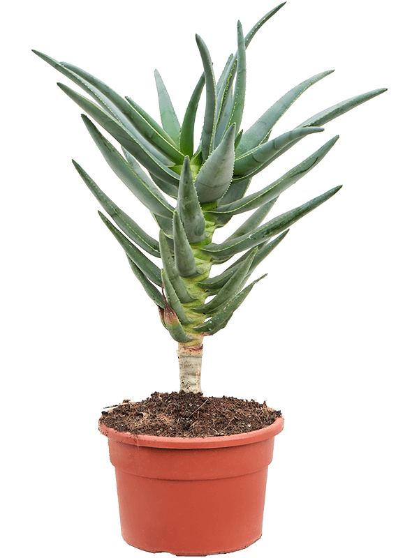 Aloe dichotoma (Erde 50)
